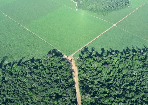 Licitação de lotes do Distrito Agropecuário da Suframa continua com propostas abertas