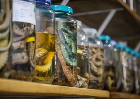 Estudo na Fapeam investiga perfil do envenenamento de serpentes no Amazonas