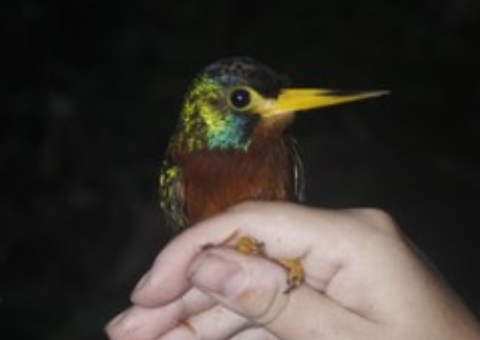 Estudo mostra que rios amazônicos influenciam linhagem de aves em terra firme