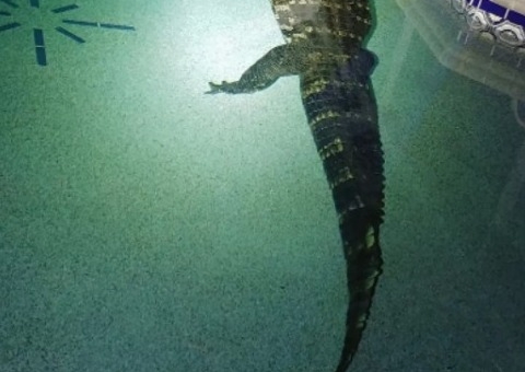 Família encontra crocodilo de 3 metros em piscina 