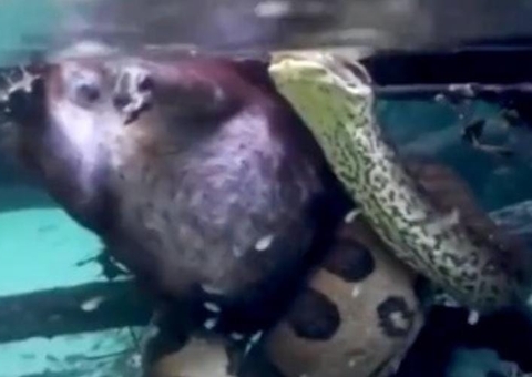 Sucuri de 6 metros é flagrada 'almoçando' capivara em rio; vídeo