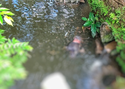 Homem achado morto em igarapé de Manaus sofreu acidente, diz polícia 