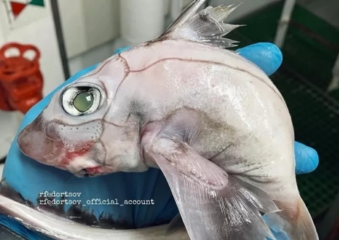 'Peixe-frankenstein' chama atenção na web e internautas reagem: 'um Pokémon'