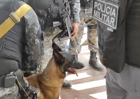 Cadela farejadora vai ajudar nas buscas por Dom e Bruno no Amazonas