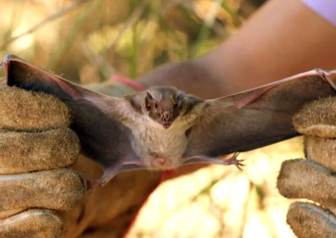 Raiva humana mata quarta criança após surto da doença em comunidade rural 