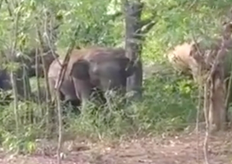 Elefante mata idosa, volta no funeral para pisotear corpo e chama manada para última 'vingança'