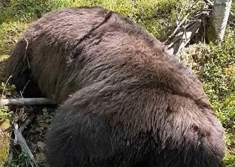 Caçador atira em urso e acaba morto com o crânio esmagado pelo animal