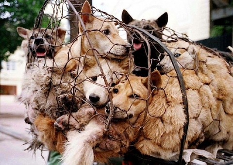 Quase 400 cães são resgatados às vésperas de festival de carne