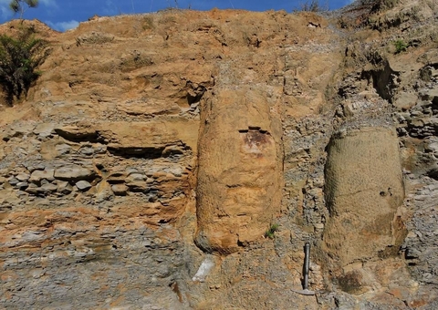 Floresta fossilizada de 290 milhões de anos é descoberta no Paraná