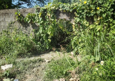 Corpo de homem é encontrado em matagal em Manaus 