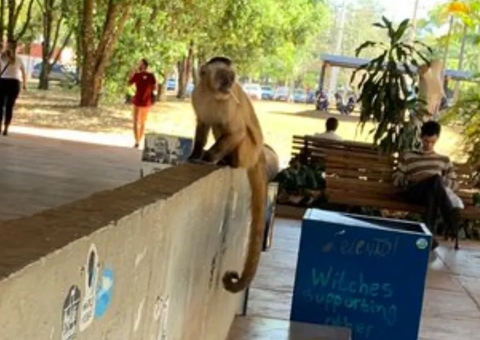 Macacos são flagrados bebendo cerveja e fumando em bosque; veja vídeo