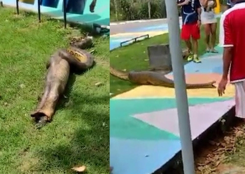 Após 'almoçar' jacaré, sucuri é flagrada regurgitando em praça de Manaus; vídeo