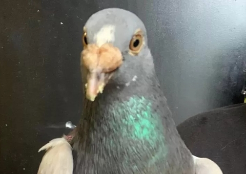 Pombo-correio erra caminho de casa e vai parar nos EUA por engano