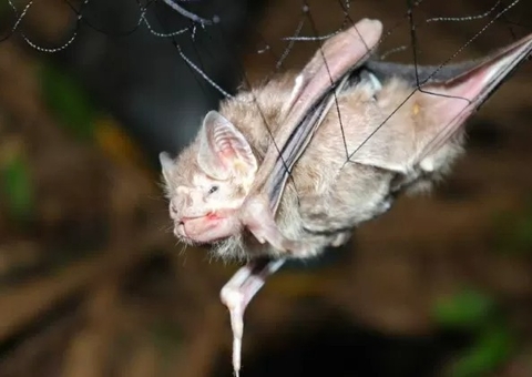 Moradores são atacados por morcegos-vampiros em comunidade no Pará