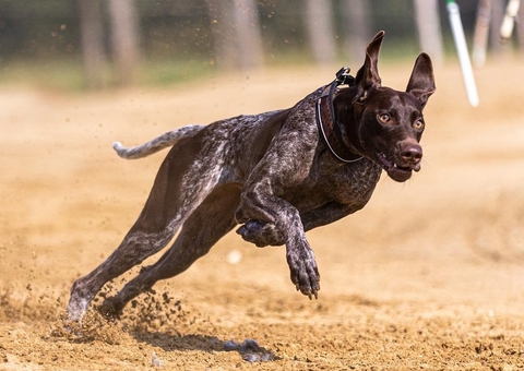 Cachorro salva mulher de tentativa de estupro; suspeito é condenado 
