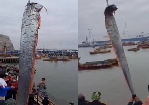 Peixe gigante que ‘anuncia’ terremoto aparece no Chile e causa pânico em população; vídeo