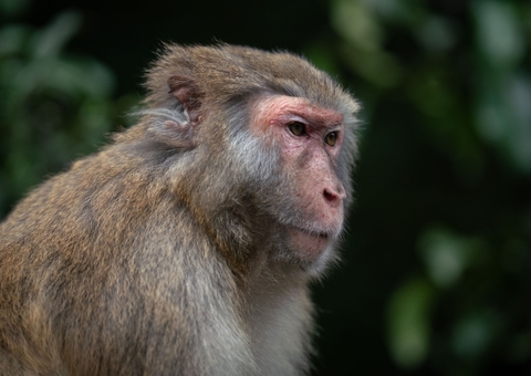 Macacos roubam bebê de 4 meses do braço da mãe e atiram criança do telhado
