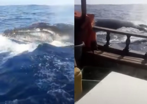 Vídeo: Baleia jubarte persegue barco e deixa pescadores em pânico