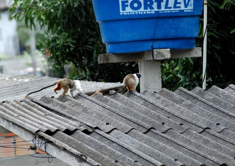 Pesquisa analisa a distribuição geográfica e saúde do sauim-de-coleira