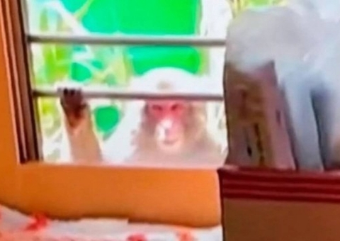 Moradores de cidade pedem tranquilizantes à polícia após ‘gangue’ de macacos morder 42 pessoas