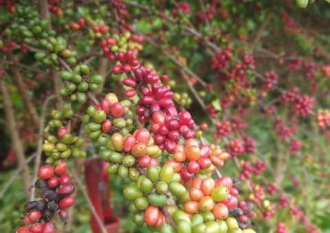 Estudo avalia o desempenho produtivo da cafeicultura no Amazonas