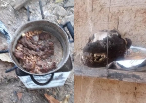 Preso homem que matava e cozinhava gatos e cachorros para comer 