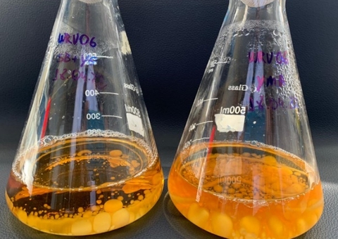 Pesquisa identifica extratos de espécie amazônica de cogumelo para auxiliar sistema cardiovascular