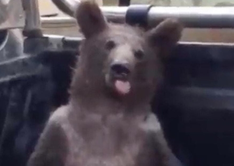 Urso é resgatado após comer 'mel louco' alucinógeno e ficar desorientado; vídeo