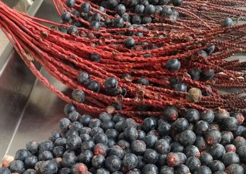 Pesquisa analisa uso de bebidas à base de açaí e bacaba no combate a aterosclerose 