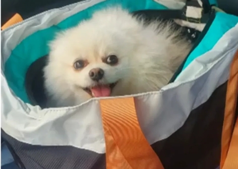 Nove cães morrem após ingerirem petiscos; produtos podem estar contaminados