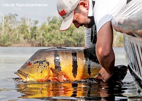 Tucunaré vai “reluzir” em Boa Vista do Ramos