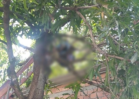 Homem morre eletrocutado após subir em árvore para apanhar mangas em Manaus