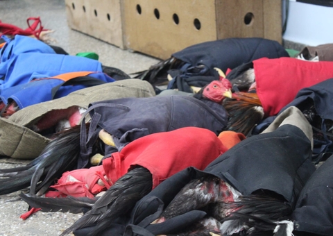 Rinha com mais de 100 galos é encerrada e 25 envolvidos são detidos em Manaus