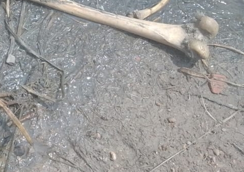 Ossada é encontrada na Orla do Bariri em Manaus