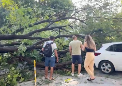 Árvore tomba e bloqueia avenida em Manaus