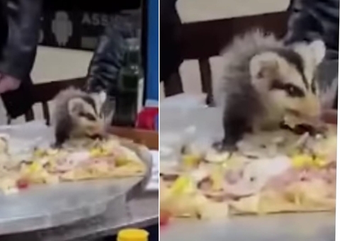 Gambá cai em pizza de aniversariante e rouba fatia em restaurante; vídeo