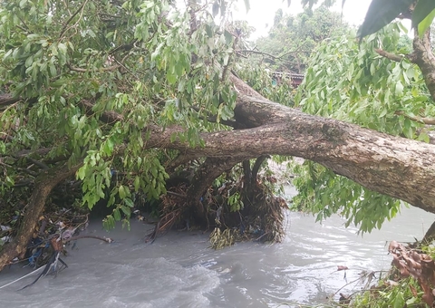 Chuva desta segunda causou tombamentos de árvores e desabamentos de muros em Manaus