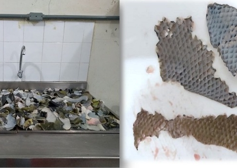 Pesquisa reaproveita resíduos de peixes amazônicos para extração e produção de colágenos e gelatinas
