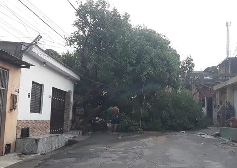 Moradores ficam sem energia após árvore cair sobre rede elétrica em Manaus