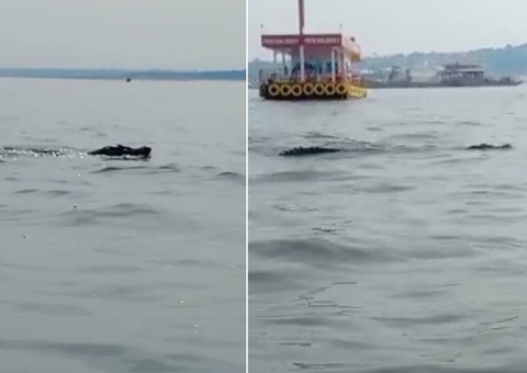 Jacaré gigante é visto nadando em porto de Manaus; vídeo