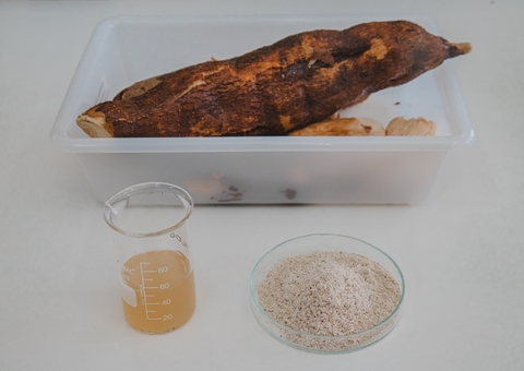 Pesquisa avalia espécie de mandioca para a produção de etanol no Amazonas 