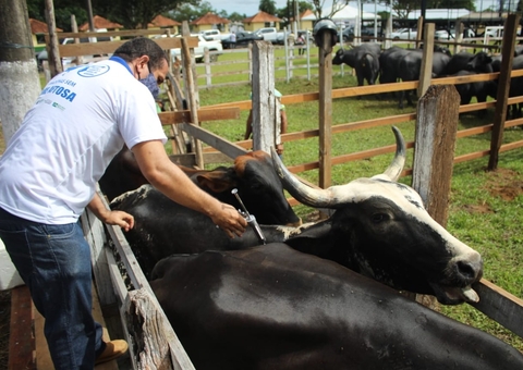 Vacinação contra febre aftosa começa em 8 cidades do Amazonas