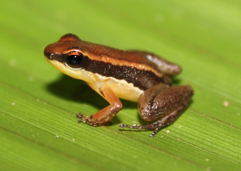Duas novas espécies de sapos são descobertos no Amazonas 