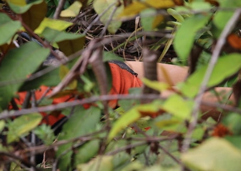 Mulher morta em Manaus foi espancada, esfaqueada e arrastada por barranco