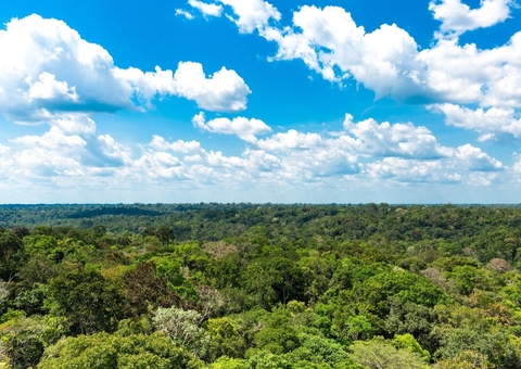 O protagonismo da Floresta Amazônica da COP27