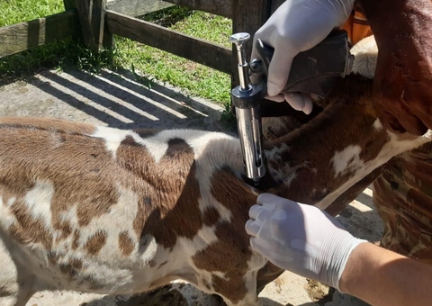 Adaf prorroga vacinação de rebanho contra brucelose no Amazonas