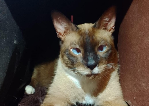 Fogos podem perturbar os pets, veja dicas que podem ajudar a acalmá-los