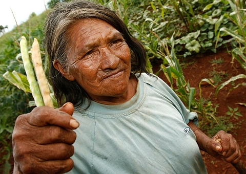 Produção agrícola de indígenas do Norte e Centro-Oeste tem menos agrotóxico, aponta IBGE