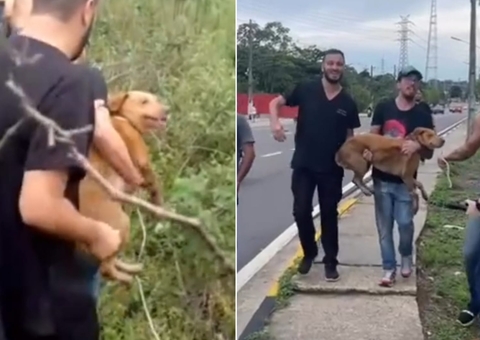 Cadela 'Mel' que fugiu de clínica veterinária é encontrada em Manaus 