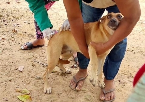Saúde alerta tutores sobre vacinação de cães e gatos contra raiva no Amazonas